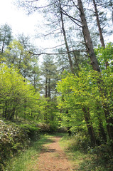 Obraz premium 春のトレイル