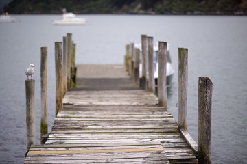 Fototapeta premium bird on the bridge with lake in background