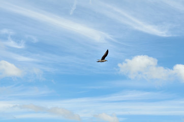A beautiful white bird is flying in blue sky background