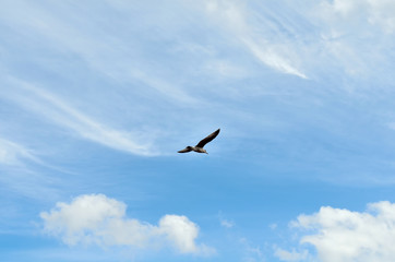 Fototapeta na wymiar A beautiful white bird is flying in blue sky background