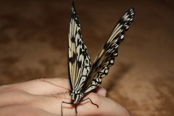 butterfly