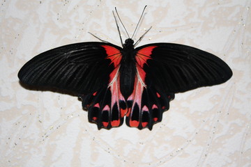 butterfly
