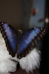 butterfly