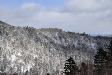 Wild forest of winter in Hokkaido