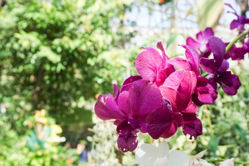Fototapeta na wymiar close up purple orchid in public park