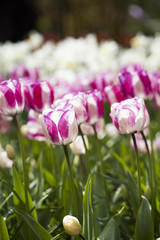 Fototapeta premium Spring tulips in the garden, spring blossom