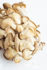 oyster close up on a white background.