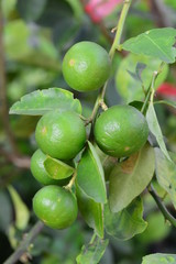 Lime green hanging on tree