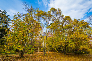 Fototapeta premium Autumn color at Cylburn Arboretum, in Baltimore, Maryland.