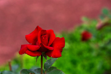 빨간 장미