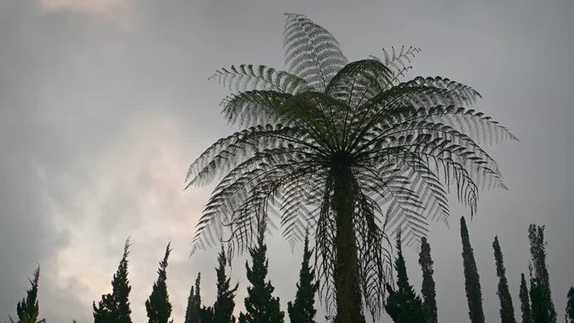 Tall Tree Fern, Silhouetted against a Gray Sky