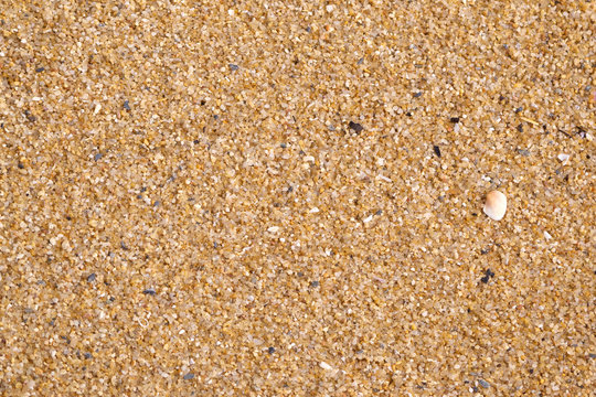 Small shell on wet sand