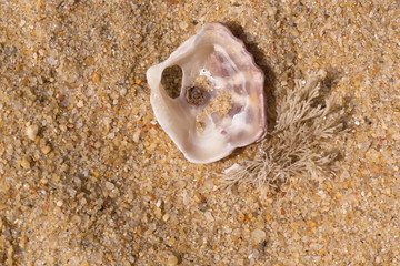 Shell and Coralline seaweed  on sand
