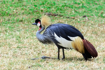 Grey crowned crane.