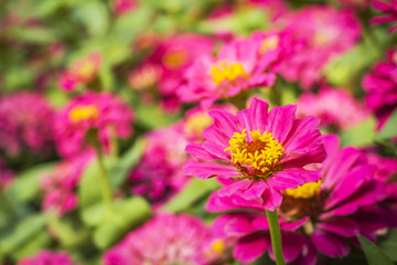 Zinnia flower in the garden, Natural background.