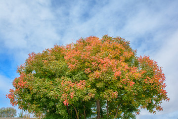 Fototapeta na wymiar Colorful tree in the autumn