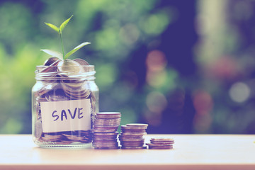 Plant growing  in Coins glass jar for money saving and investment financial concept