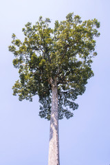 Giant wood Tree