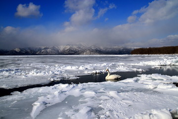 Of the swan that has been blocked by ice lake Kussharo