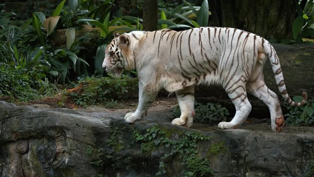 White Tiger Paces on a Rock , with Sound
