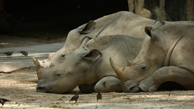 Three Mature Rhinoceroses Resting in the Shade