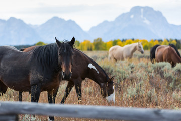 horses grazing on a ranch