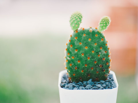 Cute cactus