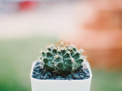 Cute cactus