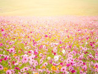 cosmos flower field on mountain