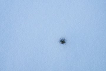 small flower emerging from snow in winter