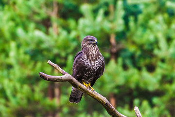 Common buzzard (Buteo buteo) in a Forest