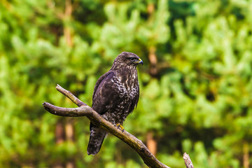 Common buzzard (Buteo buteo) in a Forest