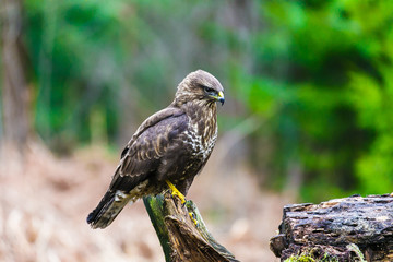 Common buzzard (Buteo buteo) in a Forest