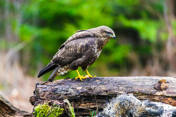 Common buzzard (Buteo buteo) in a Forest