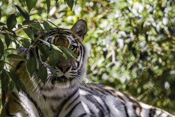 Hidden Tiger
