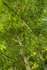 Thymelaeaceae tree raw material for making perfume