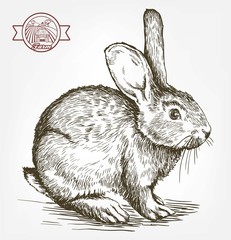 Obraz premium szkic królika rysowane ręcznie. hodowla zwierząt
