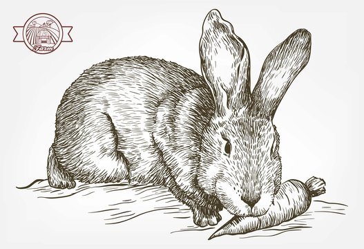 sketch of rabbit drawn by hand. animal husbandry