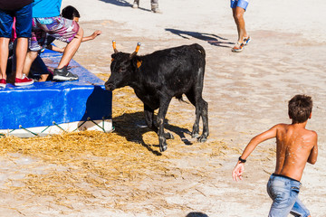 jeune taureau dans les arènes