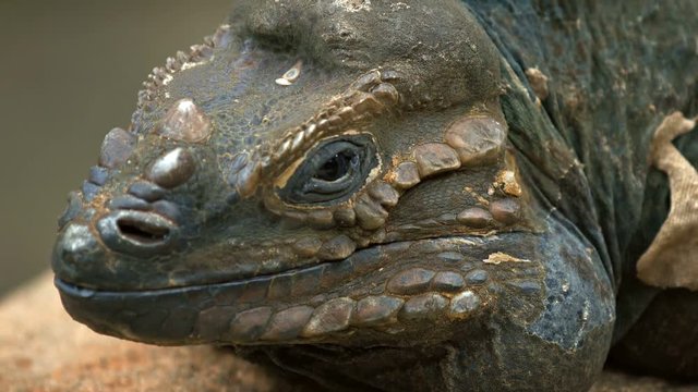 Closeup of a Rhinoceros Iguana