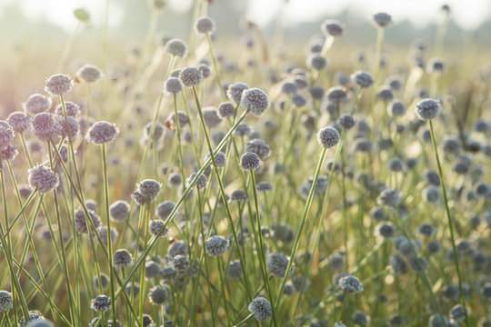 Fototapeta grass gray flowers