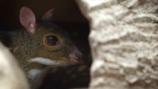 Cute Chevrotain Hiding in the Shade