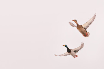 two wild ducks flying in the sky (hunting bird), isolated background