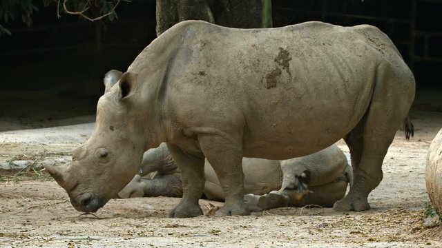 Mature White Rhinoceros