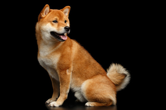Shiba inu looking backwards sales
