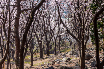 Fototapeta premium chinhae