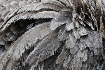 ostrich feathers © yana136