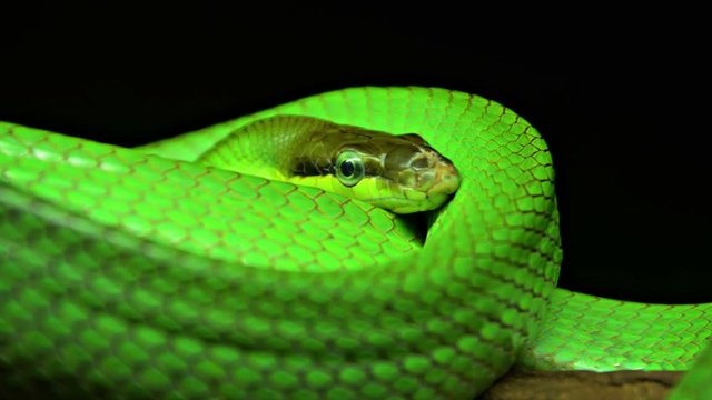 Closeup of Snake with Emerald Green Skin