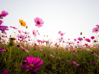 cosmos flower field on mountain