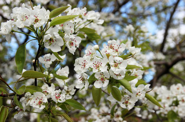 Flowering pear in the spring garden.